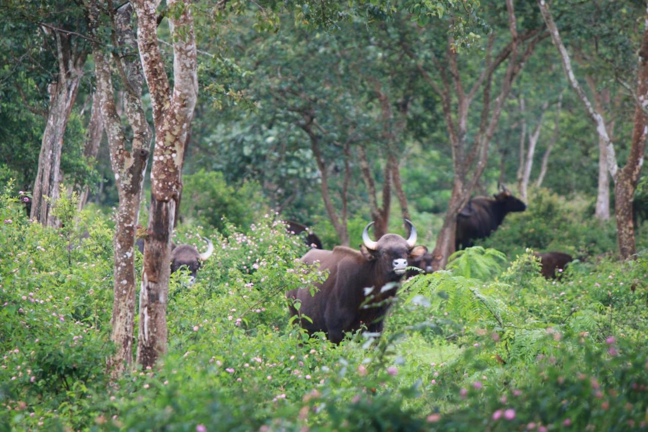 Vividearth Resorts Bandipur Exterior photo