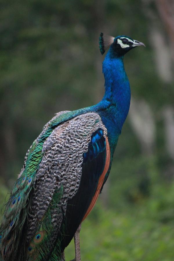 Vividearth Resorts Bandipur Exterior photo